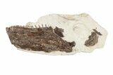 Fossil Fish (Ichthyodectes) Jaw Section - Kansas #197814-1